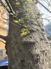 Platanus × hispanica