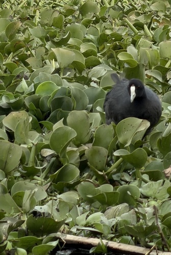 iNaturalist: (c) kelccole, some rights reserved (CC BY-NC) iNaturalist image