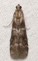 Euzophera ostricolorella