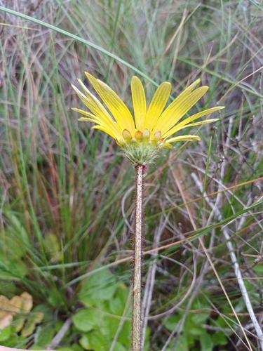 Arctotheca prostrata, photograph 6