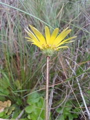 Arctotheca prostrata, photograph (c) Martjie Fia Fourie, some rights reserved (CC BY)