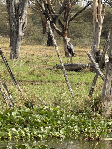 iNaturalist image