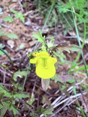 (c) Christina, some rights reserved (CC BY) Hemimeris racemosa, photograph (c) Christina, some rights reserved (CC BY)