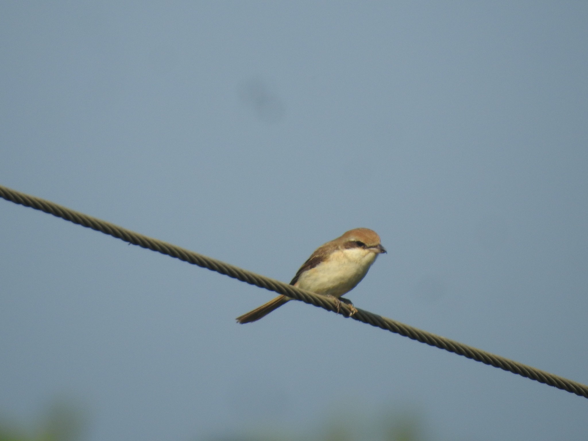 Brown Shrike