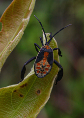 Petascelis remipes