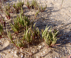 Parapholis marginata