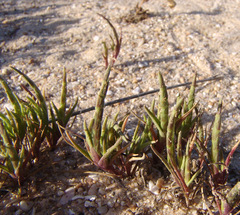 Parapholis marginata