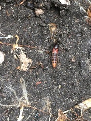 Platydracus cinnamopterus
