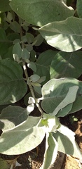 Barleria albostellata