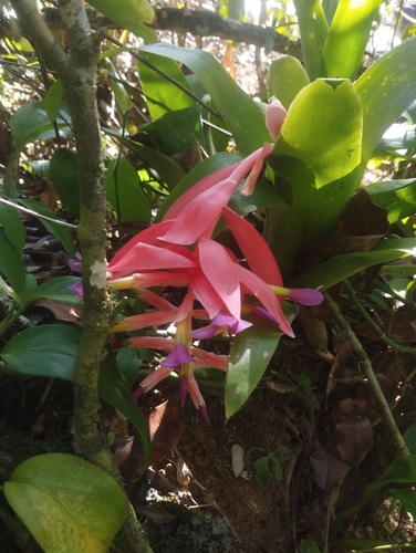 Billbergia euphemiae