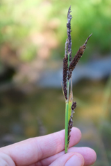Carex nudata