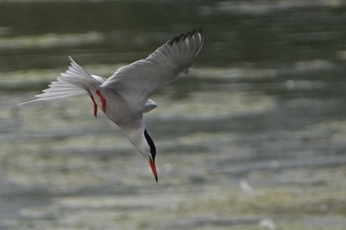 Common Tern observed by inlandbirder