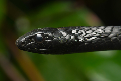Photo of a Schmidt's Bold-eyed Tree Snake (Thrasops schmidti)