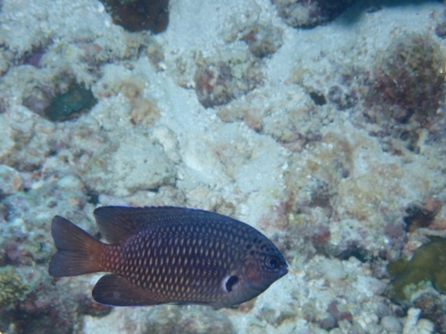 Pomacentrus indicus observed 2026-07-18