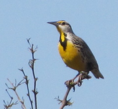 Sturnella magna lilianae