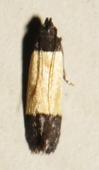 Anacampsis coverdalella