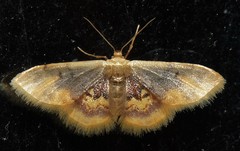 Idaea scintillularia