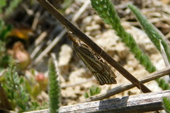 Thisanotia chrysonuchella