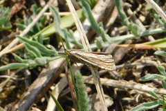 Thisanotia chrysonuchella