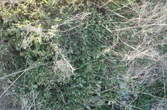 Atriplex verrucifera