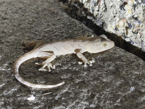 Peking Gecko