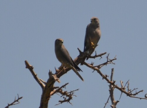 iNaturalist image