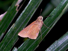 Caltoris cahira austeni