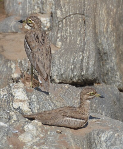iNaturalist: (c) malacochersus, some rights reserved (CC BY-NC) iNaturalist image