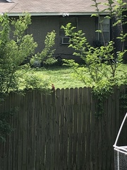 Cardinalis cardinalis