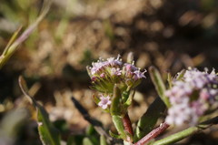 Valerianella pumila