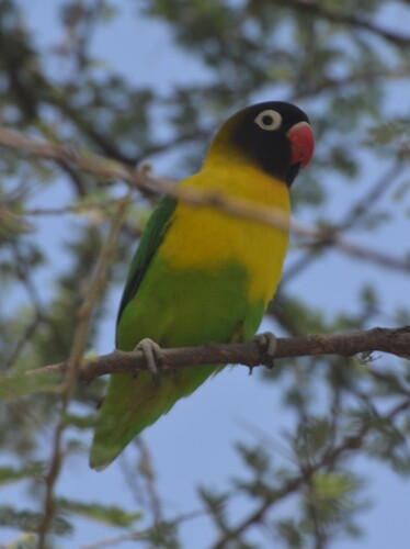 iNaturalist image