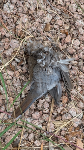 White-winged Dove observed by shaunmichael