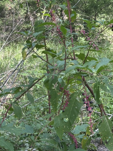 American pokeweed