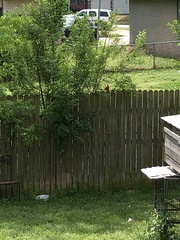 Cardinalis cardinalis