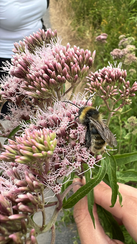 Field Cuckoo Bumble bee, Ospel, Limburg, NL, photo 9 of 10