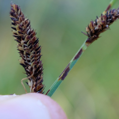 Carex nudata