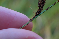 Carex nudata