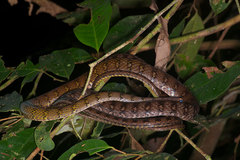Dendrophidion dendrophis