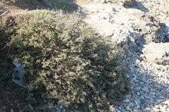 Atriplex verrucifera