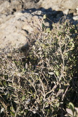 Atriplex verrucifera