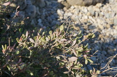Atriplex verrucifera