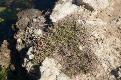 Atriplex verrucifera