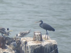 Egretta gularis