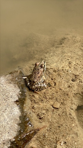Iberian Green Frog