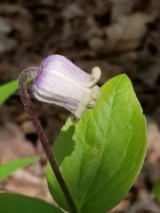 Clematis ochroleuca