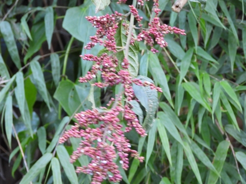 Chamissoa altissima observed 2026-07-17