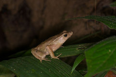 Rhinella dapsilis
