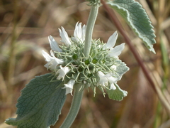 Marrubium incanum