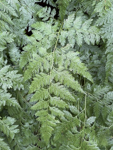 Davallia fejeensis observed 2026-07-18