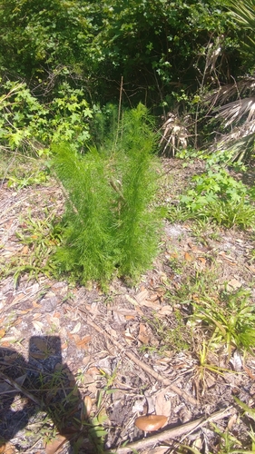 Eupatorium capillifolium image